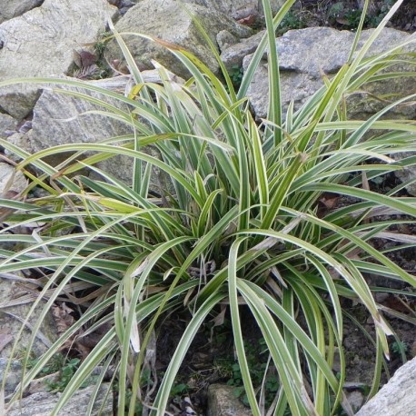 Carex morrowii