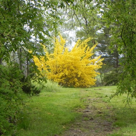 Forsythia intermedia