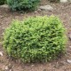 Picea abies WB JANA