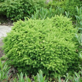 Picea glauca ALBERTA GLOBE