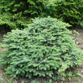 Picea pungens WALBRUN