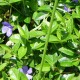 Vinca minor