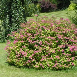 Spiraea bumalda GOLDFLAME