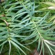 Cunninghamia lanceolata GLAUCA