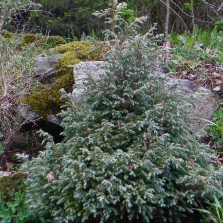 Chamaecyparis pisifera BOULEVARD