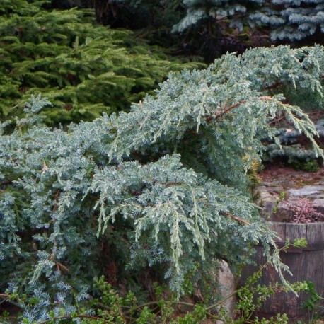 Juniperus squamata BLUE CARPET