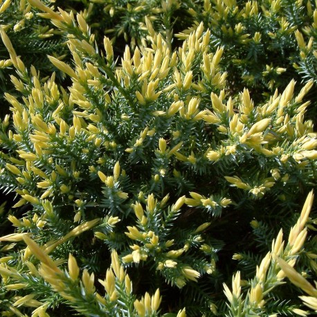 Juniperus squamata HOLGER