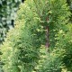 Chamaecyparis lawsoniana ELWOODS GOLD