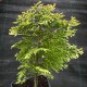 Chamaecyparis lawsoniana ALUMIGOLD