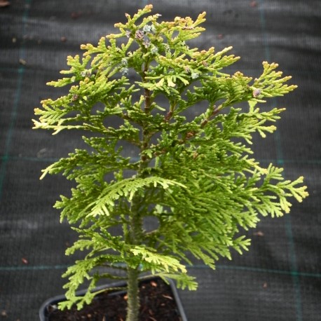 Chamaecyparis lawsoniana ALUMIGOLD