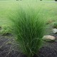 Miscanthus sinensis GRACILIS