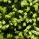 Picea glauca J.W. DAISY´S WHITE