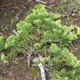 Juniperus horizontalis GOLDEN CARPET