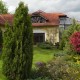Chamaecyparis lawsoniana ELWOODS GOLD