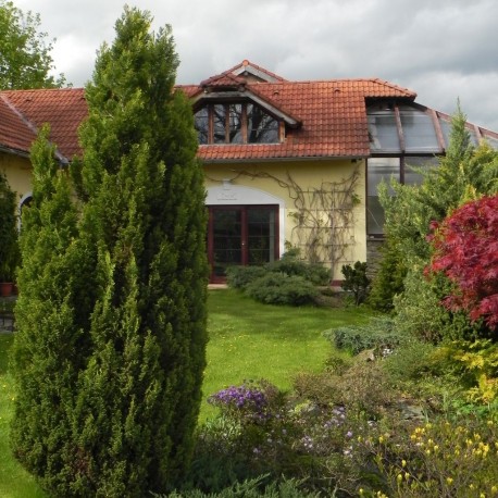 Chamaecyparis lawsoniana ELWOODS GOLD