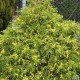 Chamaecyparis pisifera FILIFERA VARIEGATA