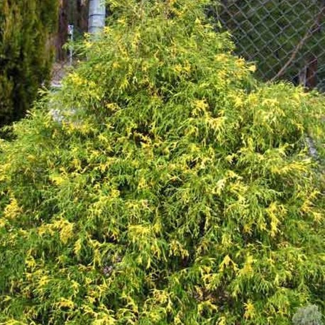 Chamaecyparis pisifera FILIFERA VARIEGATA