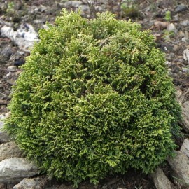 Chamaecyparis pisifera TSUKUMO