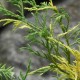 Chamaecyparis pisifera FILIFERA VARIEGATA