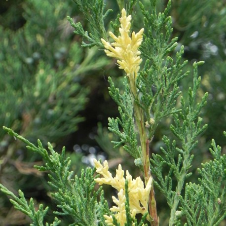 Juniperus chinensis STRICTA VARIEGATA