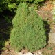 Picea glauca CONICA LAURIN