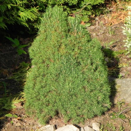 Picea glauca CONICA LAURIN