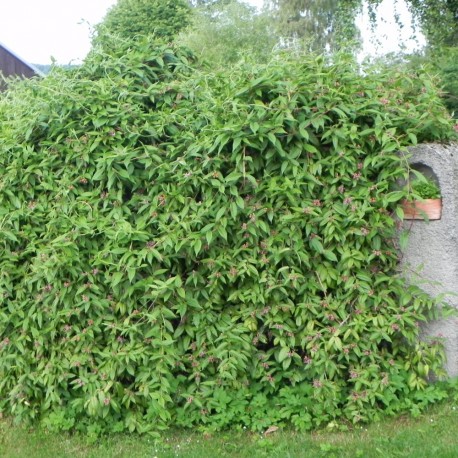 Lonicera henryi 