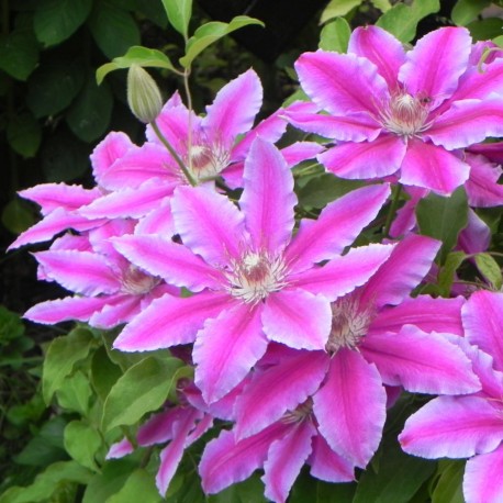 Clematis PIILU