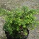 Tsuga canadensis JEDDELOH