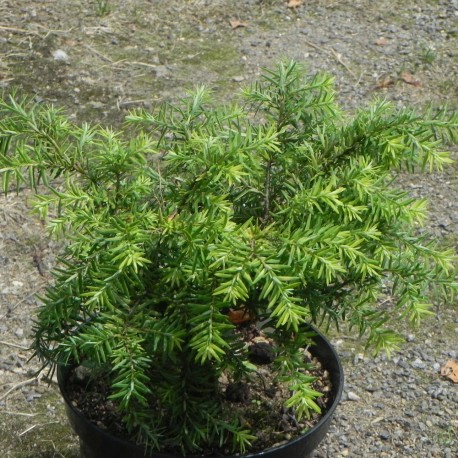 Tsuga canadensis JEDDELOH