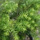 Tsuga canadensis JEDDELOH