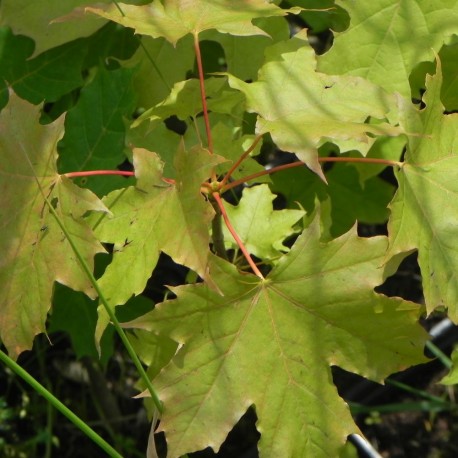 Acer macrophyllum