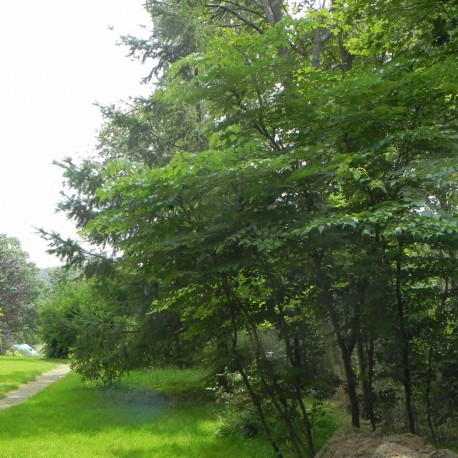 Aralia spinosa 