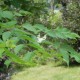 Aralia spinosa 