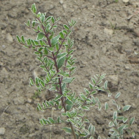 Lonicera pileata VARIEGATA