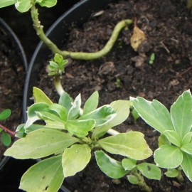 Pachysandra terminalis VARIEGATA