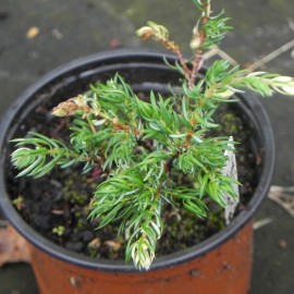 Juniperus communis SPOTY SPEDE