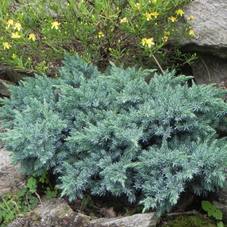 Juniperus squamata BLUE STAR