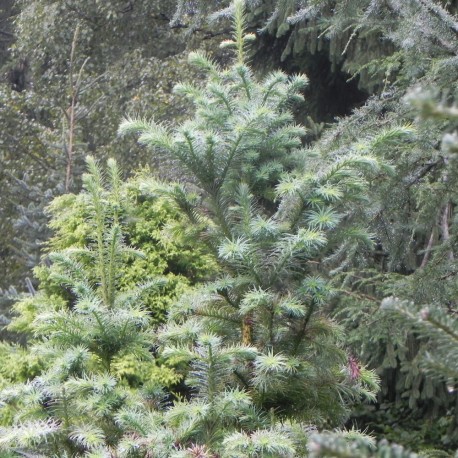 Cunninghamia lanceolata GLAUCA