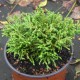 Chamaecyparis pisifera TSUKUMO