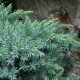 Juniperus squamata BLUE STAR