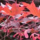 Acer palmatum ATROPURPUREUM