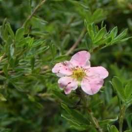 Potentilla fruticosa LOVELY PINK