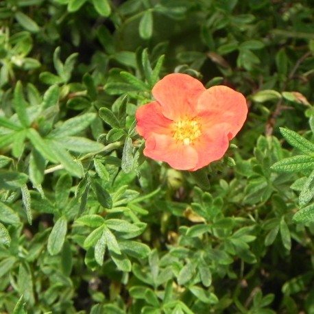 Potentilla fruticosa RED ACE