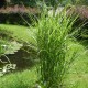 Miscanthus sinensis ZEBRINUS