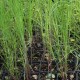 Miscanthus sinensis GRACILIS