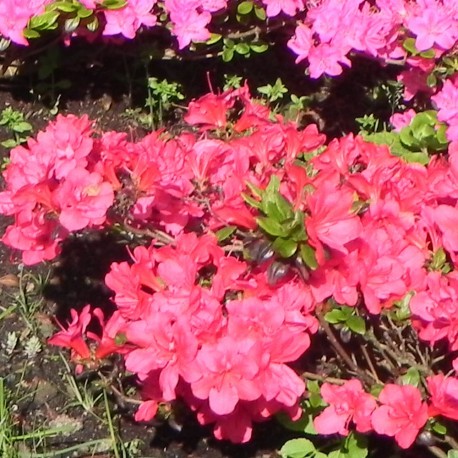 Rhododendron MARUSCHKA