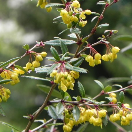 Berberis julianae