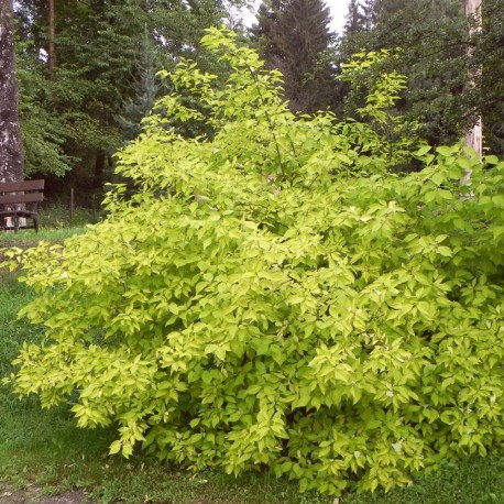 Cornus alba AUREA