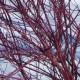 Cornus alba AUREA
